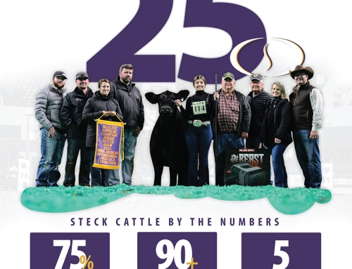 Steck Cattle Online Sale 10/25/2023 SC Online Slaes