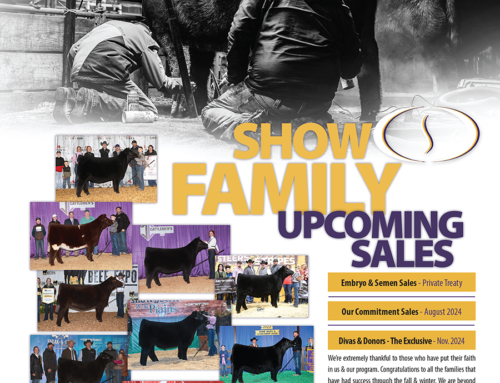 Steck Cattle Join Our Show Family