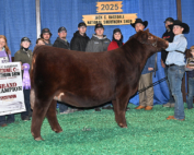 Grand Champion Shorthorn, 2025 NAILE Open