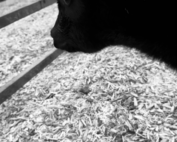 Steck Cattle Baby Calf