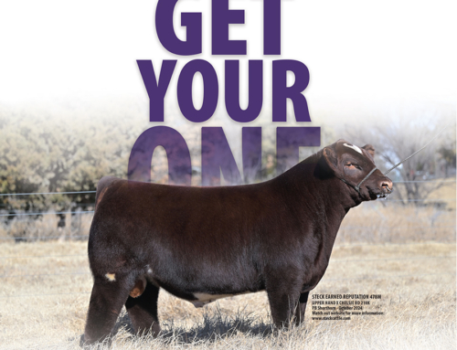 Steck Cattle Announces Inaugural Bull & Genetics Sale | March 3, 2026