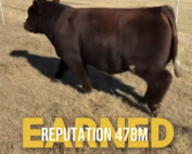 Screen Grab of Earned Reputation 478M