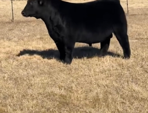 👀 Guess his dam or sire.