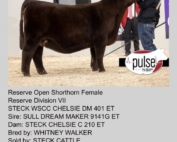 Res Champion Shorthorn Female 2026 Cattlemen's Congress