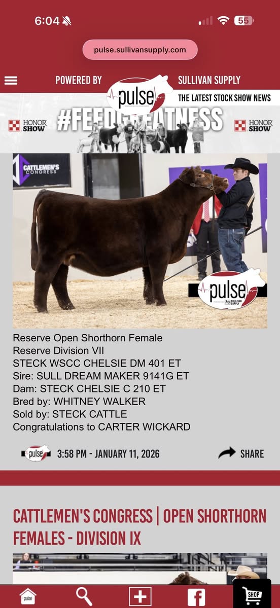 Res Champion Shorthorn Female 2026 Cattlemen's Congress