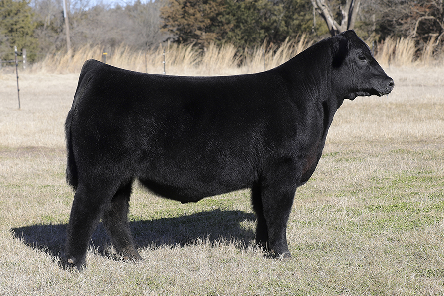 Steck Good Times 585N