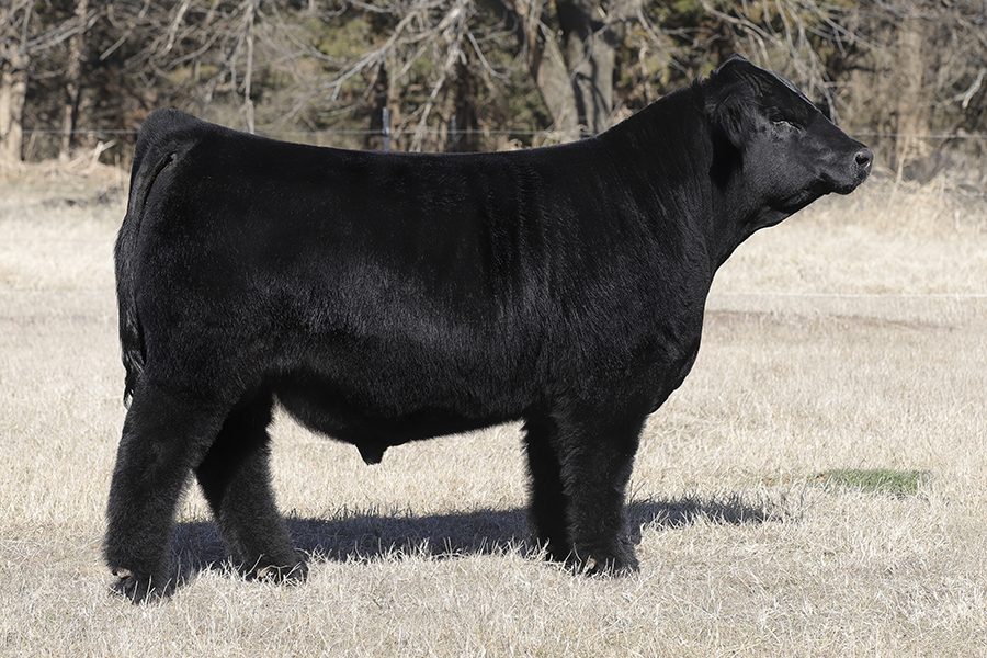 STECK May We All 590N