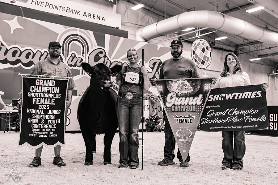 Mackenzie Neal & STECK WSCC Chelsie Grand Champion Shorthorn Plus Female, 2025 Shorthorn Junior National