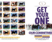 GET YOUR ONE August Steck Cattle Advertisement featuring champions