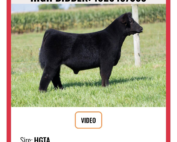 Steve Harvey $63,500 Steer HGTA X Maternal Made/Pumpkin