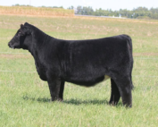 Steck Cattle