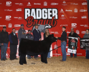 Steve Harvey Badger Champion dam. Maternal Made/Pumpkin