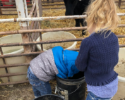 Steck Cattle Kids Feeding