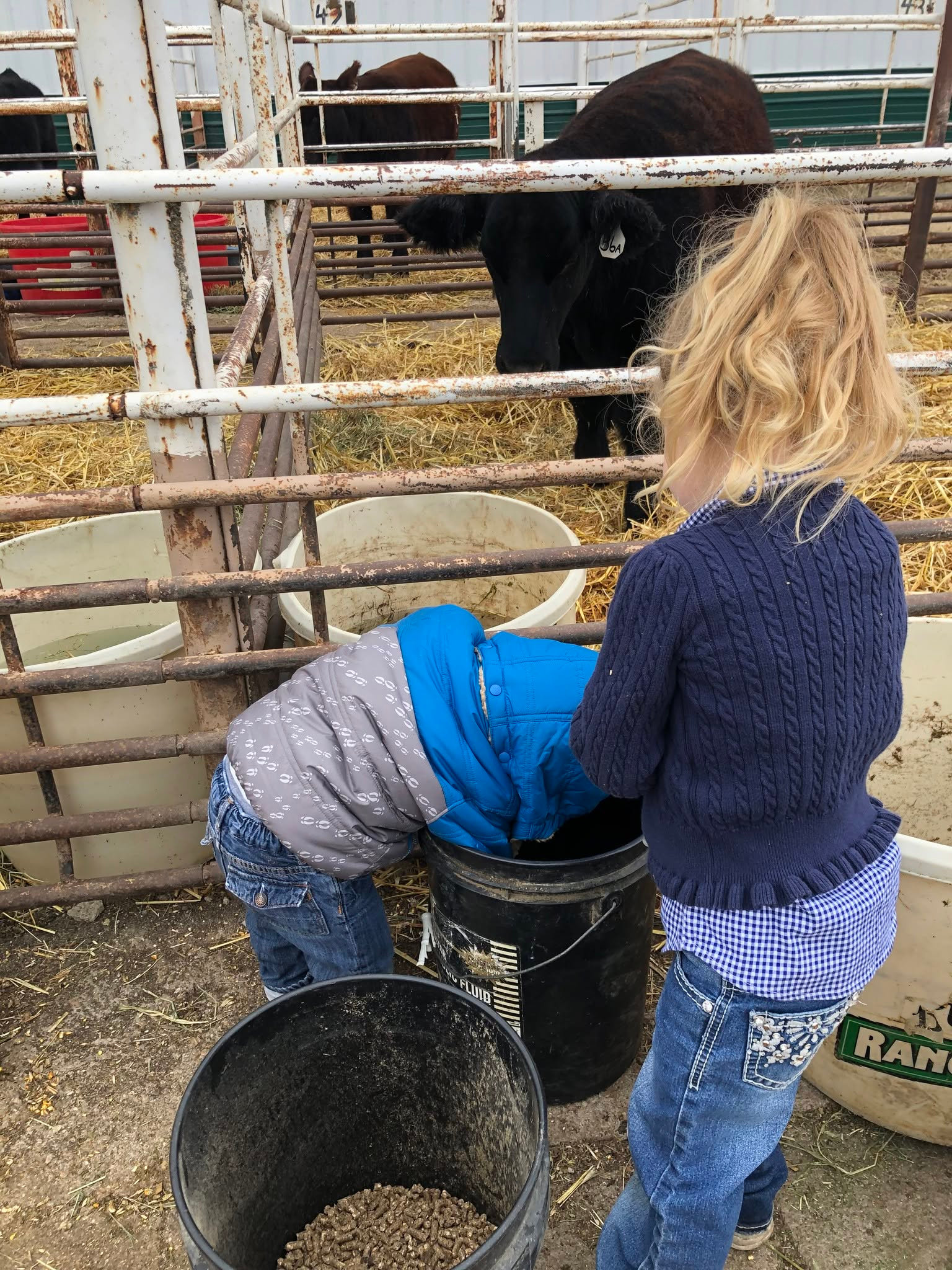 Steck Cattle Kids Feeding
