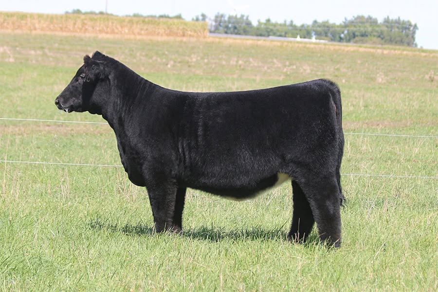 Steck Cattle